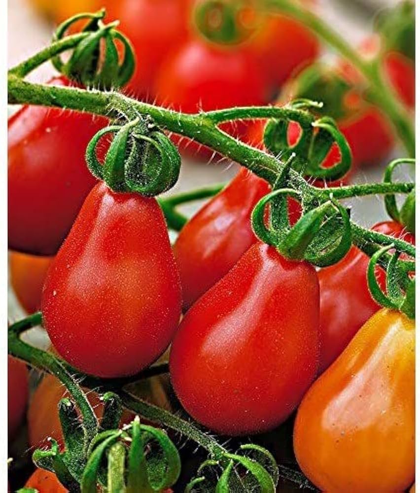 Anhui Red Pear tomato plant grown from seeds with pear-shaped, glossy red fruits